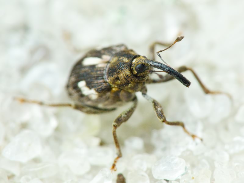 Datonychus arquata (Herbst, 1795)